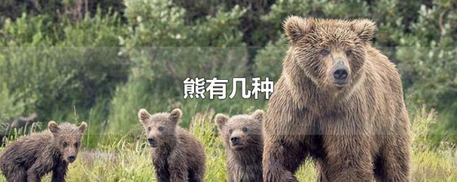 熊有几种