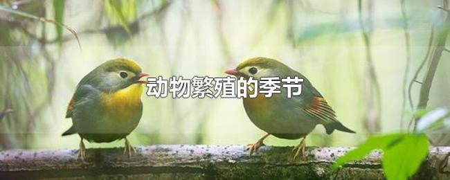 动物繁殖的季节 动物繁殖的季节
