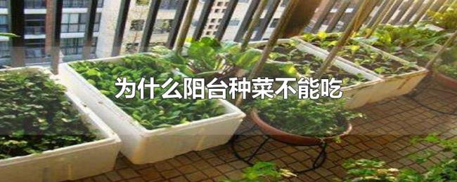 为什么阳台种菜不能吃