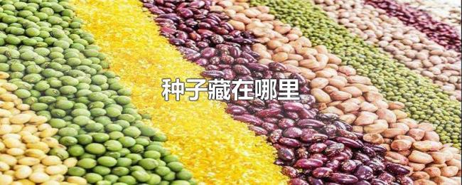 种子藏在哪里 种子藏在哪里