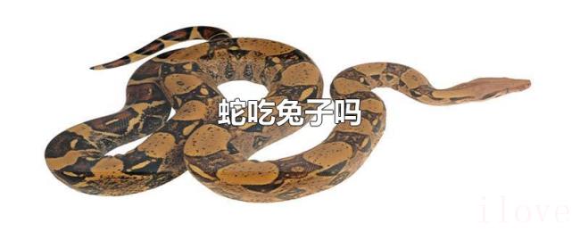 蛇吃兔子吗