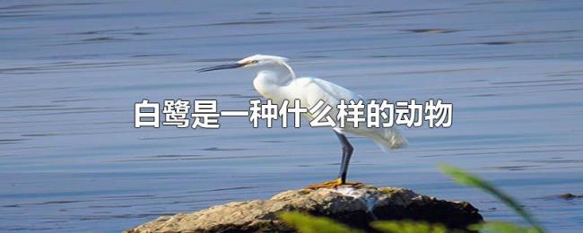 白鹭是一种什么样的动物 白鹭是一种什么样的动物