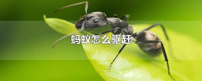 蚂蚁怎么驱赶 蚂蚁怎么驱赶