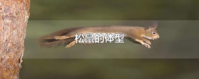 松鼠的体型