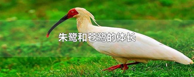 朱鹭和苍鹭的体长