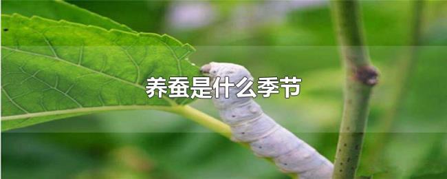 养蚕是什么季节 养蚕是什么季节