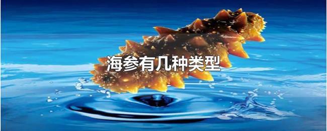 海参有几种类型 海参有几种类型