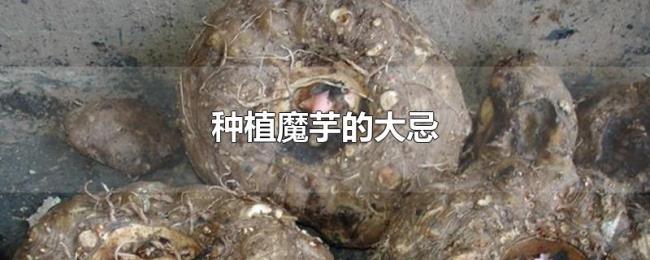 种植魔芋的大忌 种植魔芋的大忌