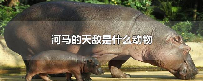 河马的天敌是什么动物