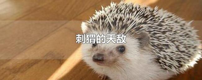 刺猬的天敌 刺猬的天敌