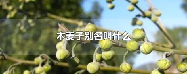 木姜子别名叫什么