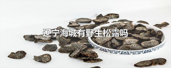 辽宁海城有野生松露吗 辽宁海城有野生松露吗
