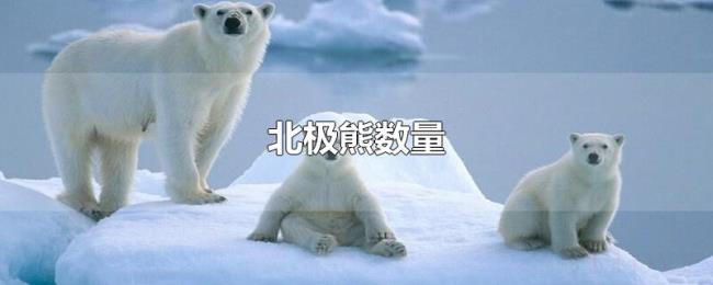 北极熊数量 北极熊数量