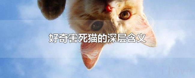 好奇害死猫的深层含义 好奇害死猫的深层含义