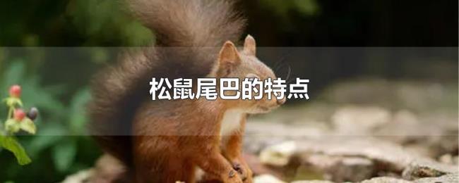 松鼠尾巴的特点 松鼠尾巴的特点