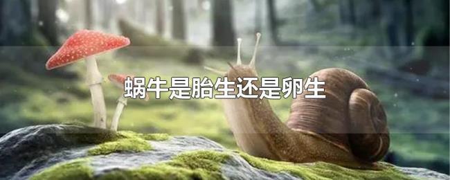 蜗牛是胎生还是卵生 蜗牛是胎生还是卵生