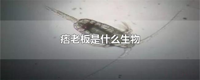 痞老板是什么生物 痞老板是什么生物