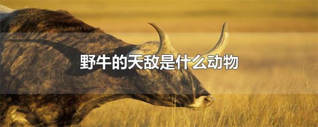 野牛的天敌是什么动物 野牛的天敌是什么动物