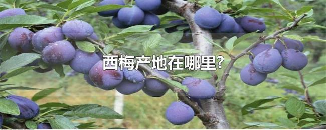 西梅产地在哪里? 西梅产地在哪里?