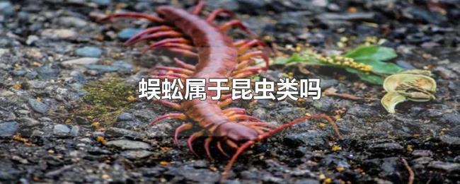 蜈蚣属于昆虫类吗 蜈蚣属于昆虫类吗