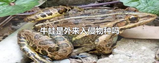 牛蛙是外来入侵物种吗