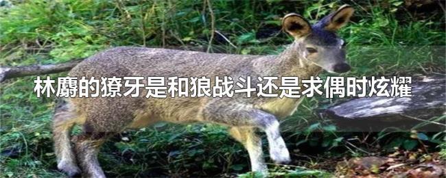 林麝的獠牙是和狼战斗还是求偶时炫耀