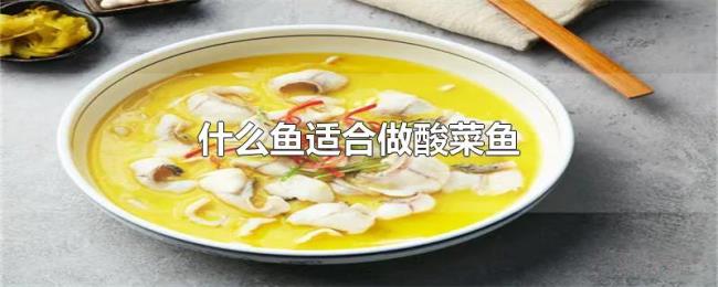 什么鱼适合做酸菜鱼