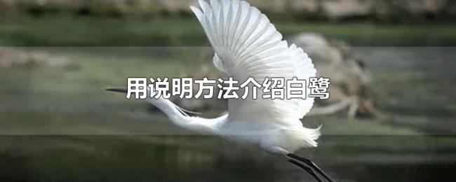 用说明方法介绍白鹭