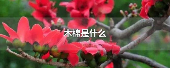 木棉是什么 木棉是什么