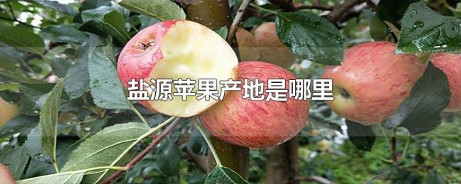 盐源苹果产地是哪里