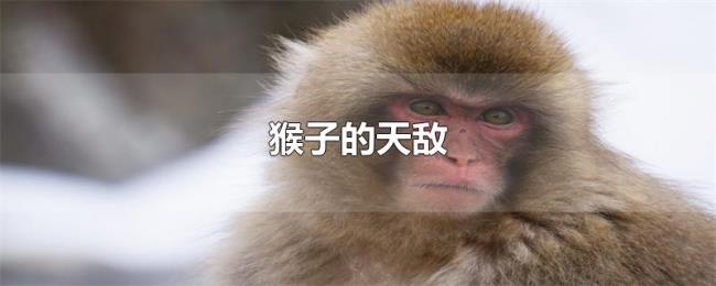 猴子的天敌