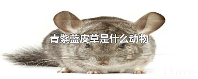 青紫蓝皮草是什么动物