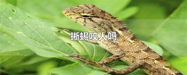 蜥蜴咬人吗