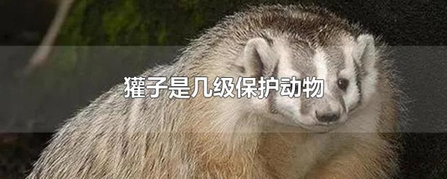 獾子是几级保护动物