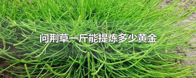 问荆草一斤能提炼多少黄金