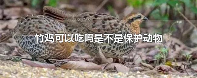 竹鸡可以吃吗是不是保护动物