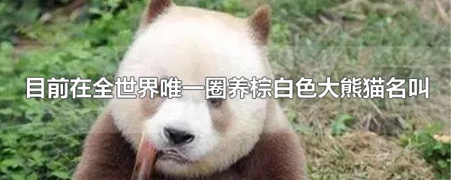 目前在全世界唯一圈养棕白色大熊猫名叫 目前在全世界唯一圈养棕白色大熊猫名叫