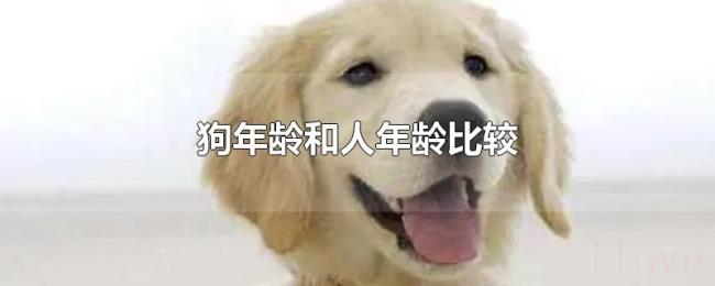 狗年龄和人年龄比较