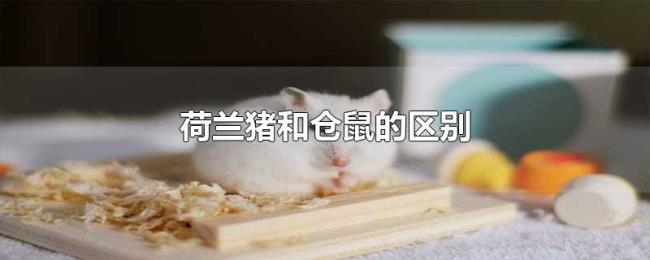荷兰猪和仓鼠的区别