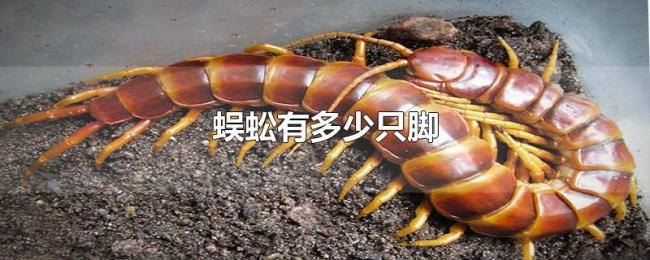蜈蚣有多少只脚 蜈蚣有多少只脚