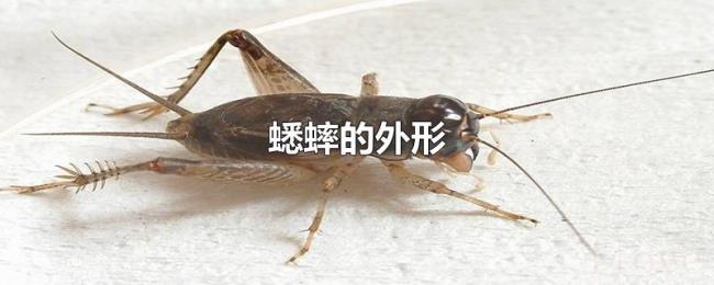蟋蟀的外形