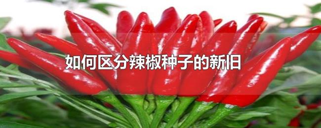 如何区分辣椒种子的新旧 如何区分辣椒种子的新旧