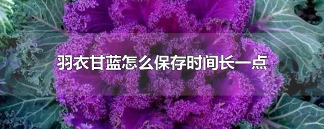 羽衣甘蓝怎么保存时间长一点