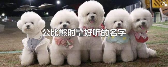 公比熊时髦好听的名字 公比熊时髦好听的名字