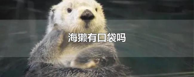 海獭有口袋吗 海獭有口袋吗