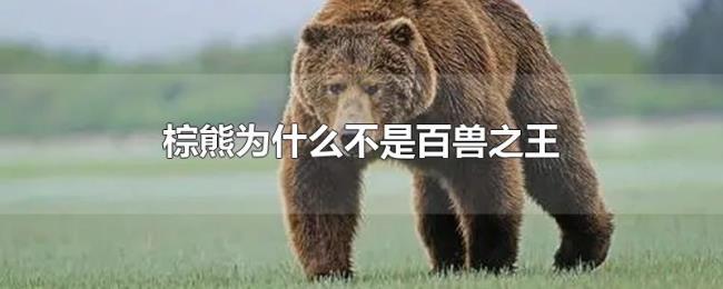 棕熊为什么不是百兽之王 棕熊为什么不是百兽之王
