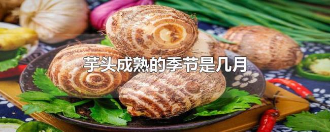 芋头成熟的季节是几月 芋头成熟的季节是几月