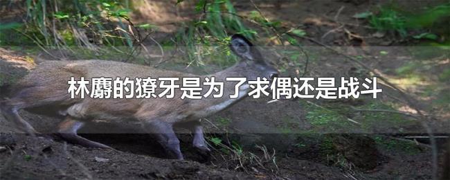 林麝的獠牙是为了求偶还是战斗