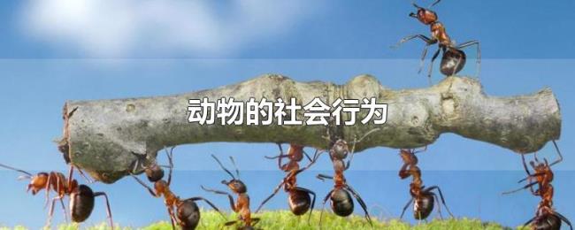动物的社会行为 动物的社会行为