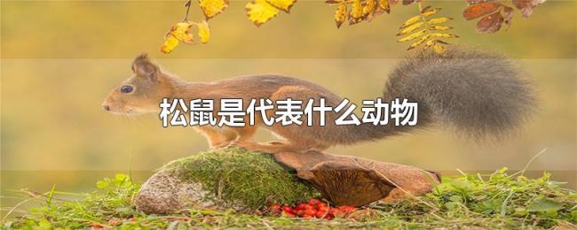 松鼠是代表什么动物 松鼠是代表什么动物